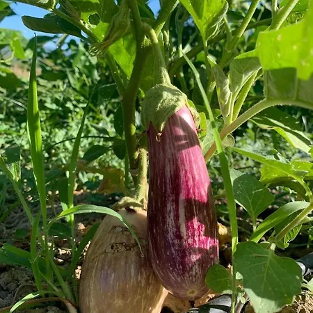 Il Viaggio アパート *