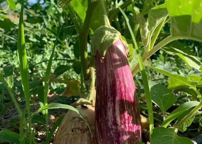 Il Viaggio Διαμέρισμα *